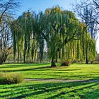 Eine Trauerweide , gesehen an einem sonnigen Herbsttag....................