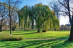 Eine Trauerweide , gesehen an einem sonnigen Herbsttag....................