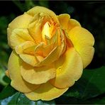 .. eine traurige, weinende, wunderschöne "Gelbe Rose" ..:-)