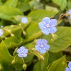 Eine Treppe aus kleinen Blumen