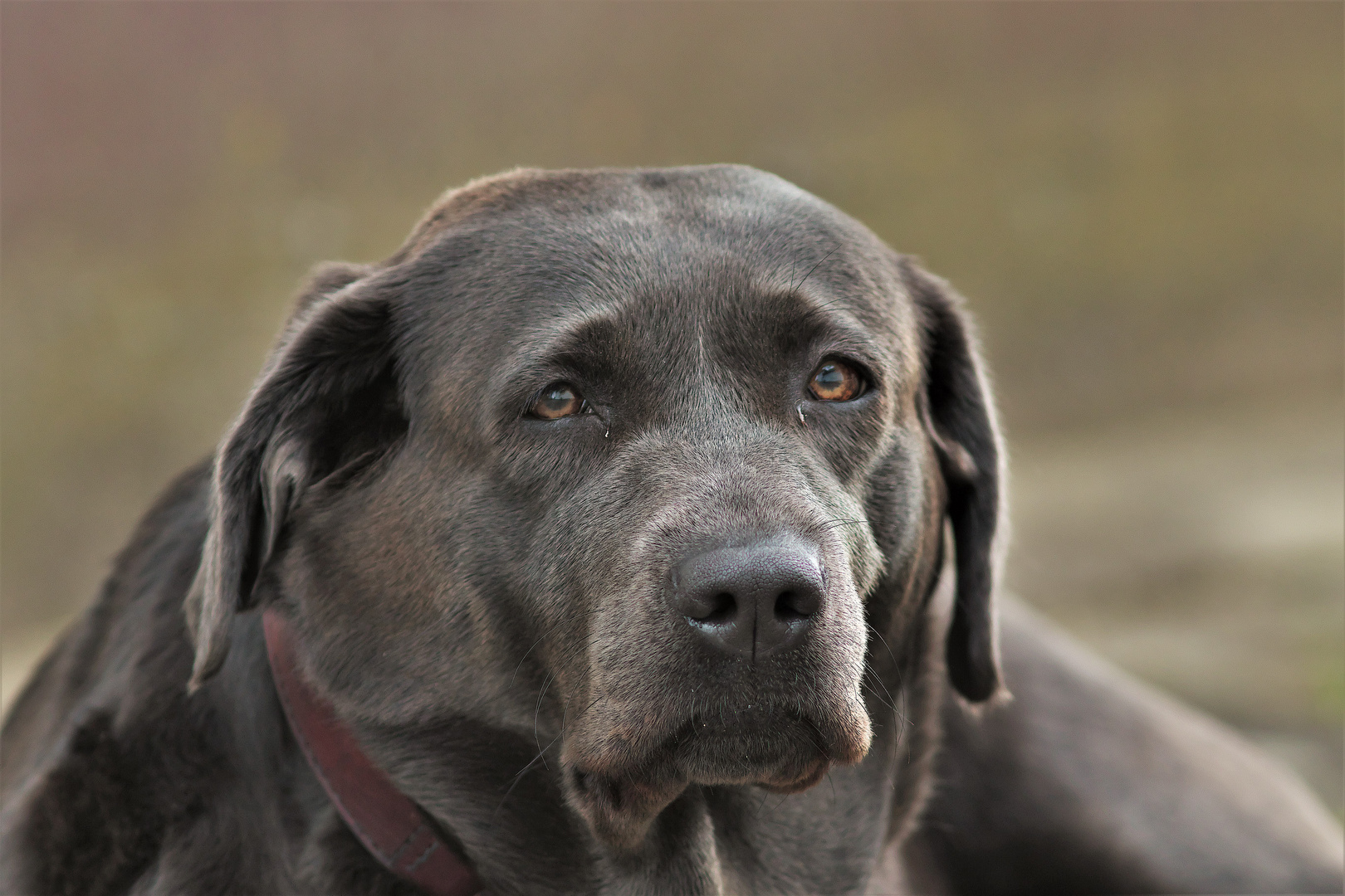 Eine treue Seele, meine  Labradorhündin Laila