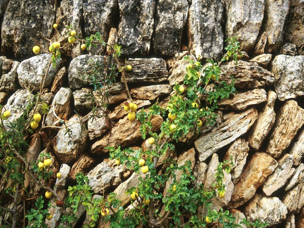 Eine Trockenmauer auf Mallorca