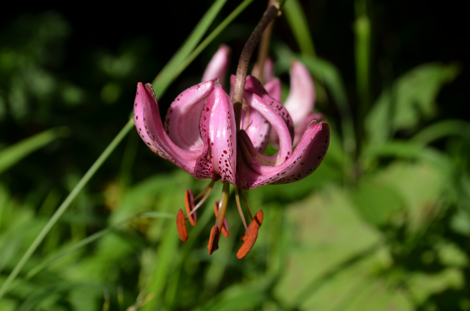 Eine Türkenbundlilie, Lilium martagon auf dem Romontberg