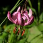 Eine Türkenbundlilie, Lilium martagon auf dem Romontberg