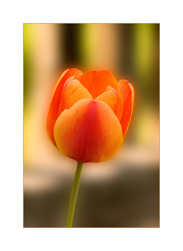 eine Tulpe