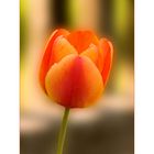 eine Tulpe