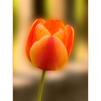 eine Tulpe