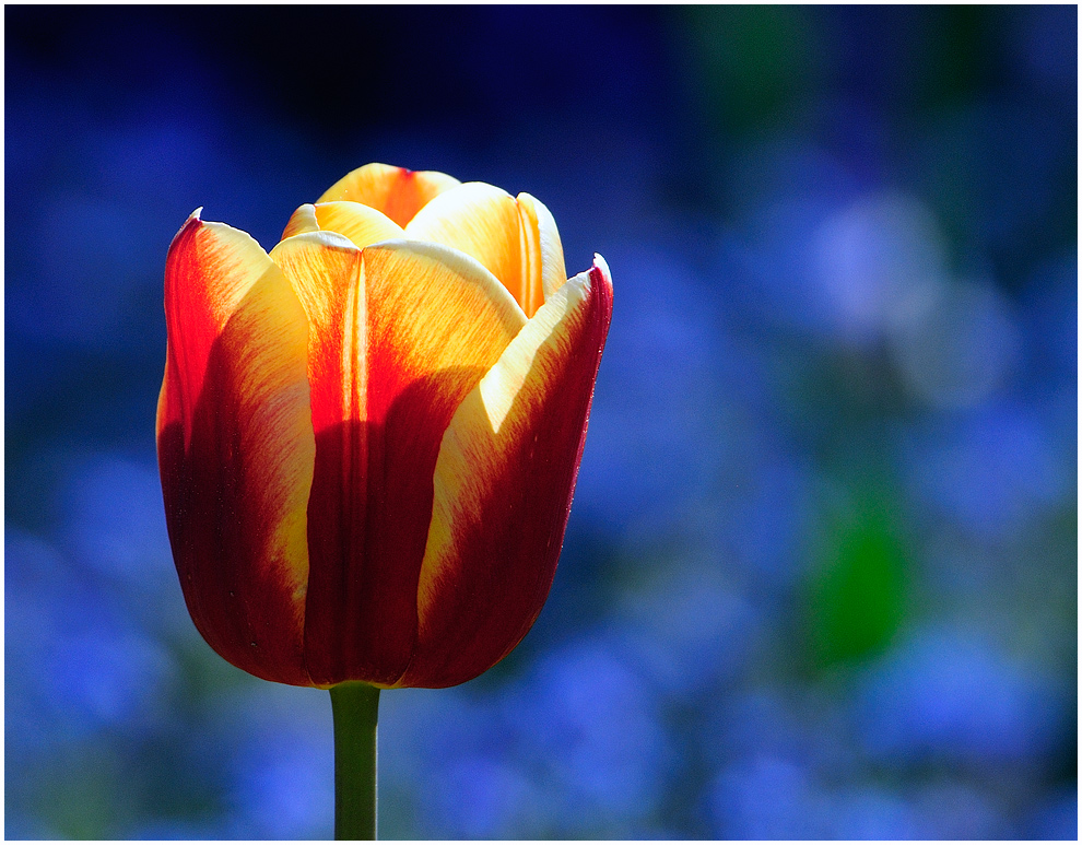 Eine Tulpe