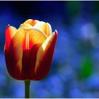 Eine Tulpe