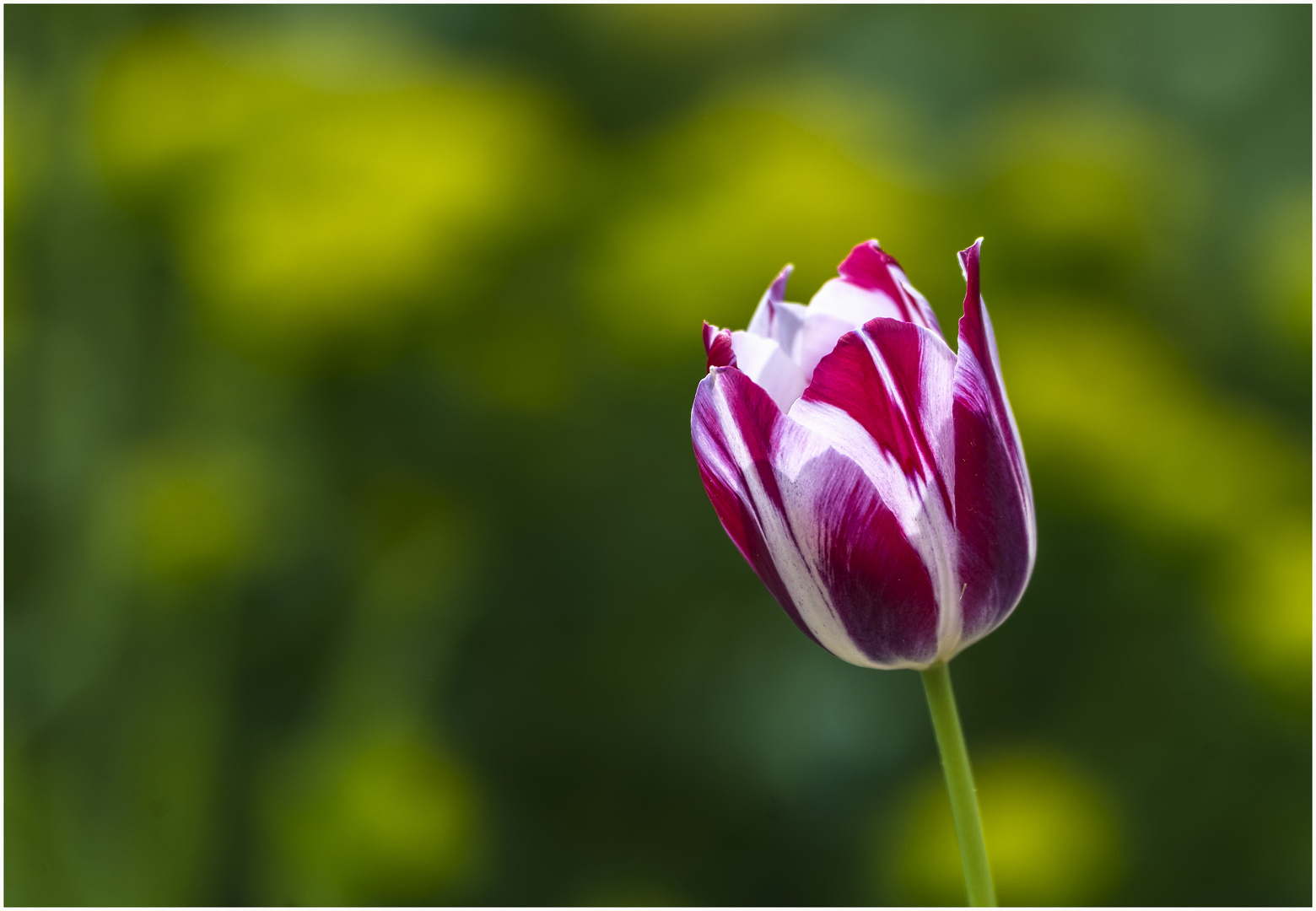 Eine Tulpe