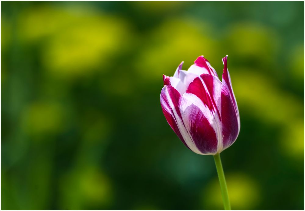 Eine Tulpe