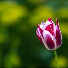 Eine Tulpe