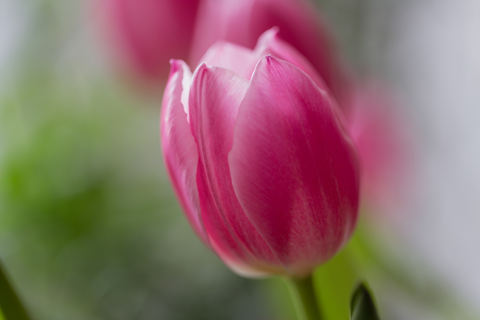 Eine Tulpe