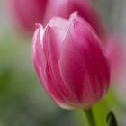 Eine Tulpe