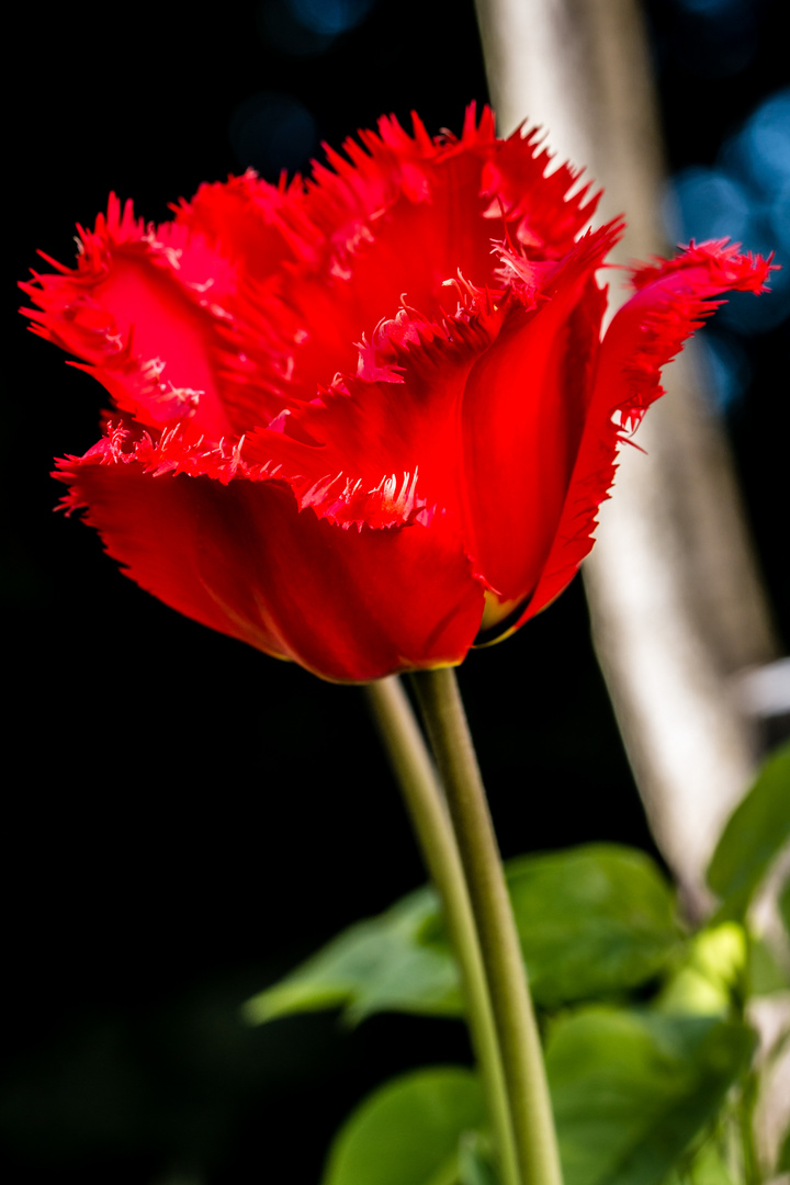 Eine Tulpe