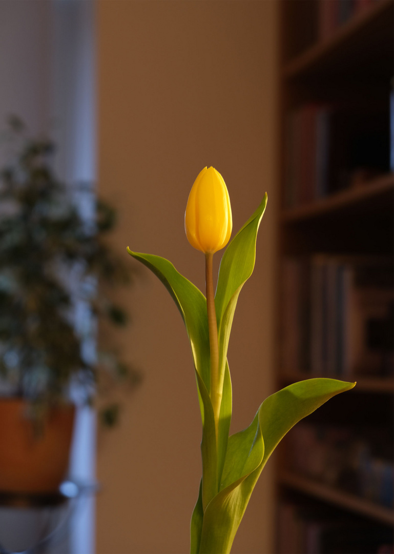 Eine Tulpe ...