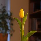 Eine Tulpe ...