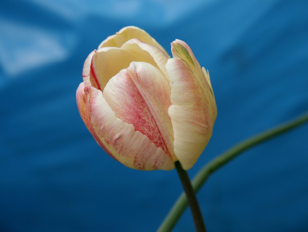 eine tulpe....