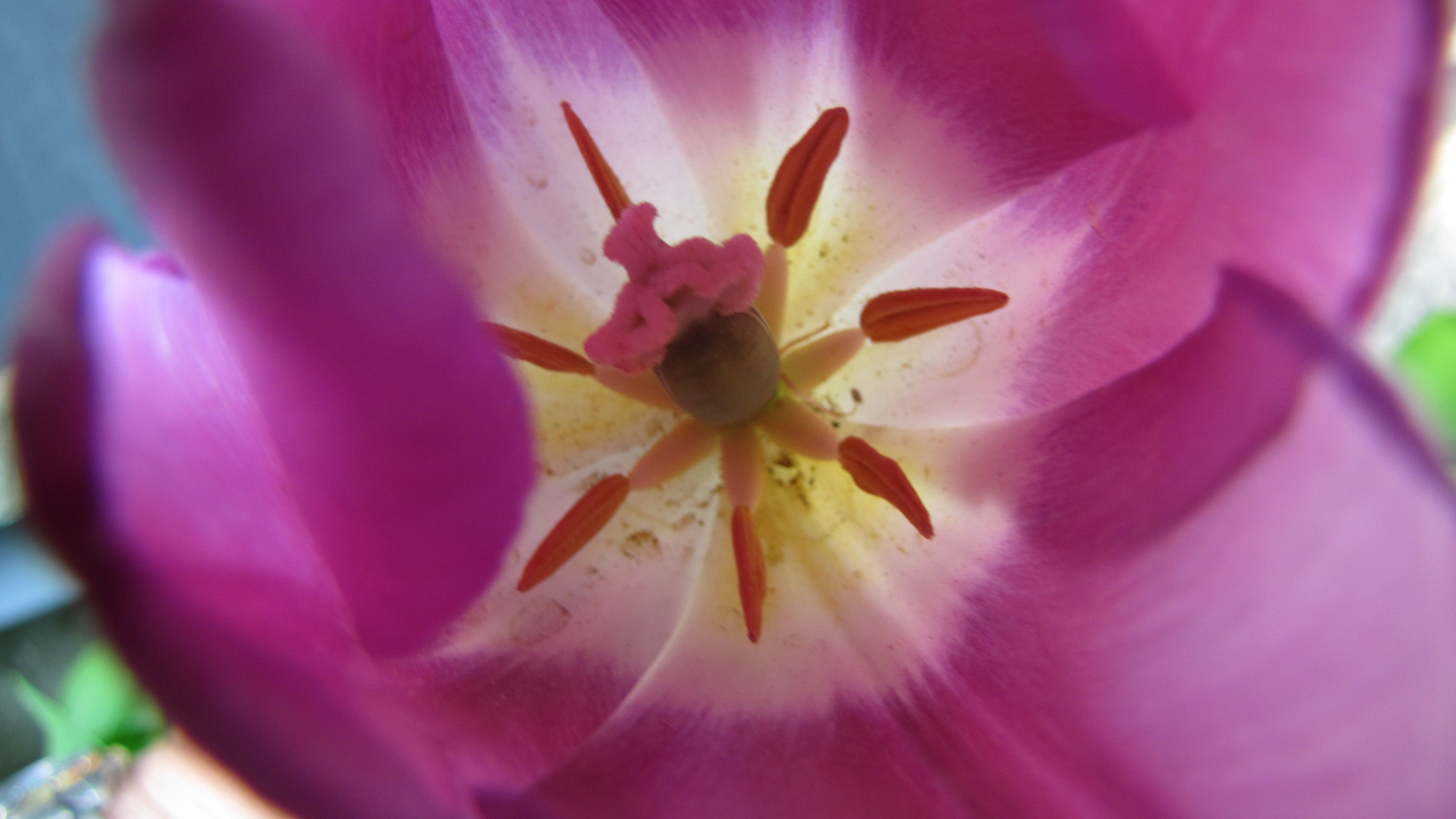 eine Tulpe