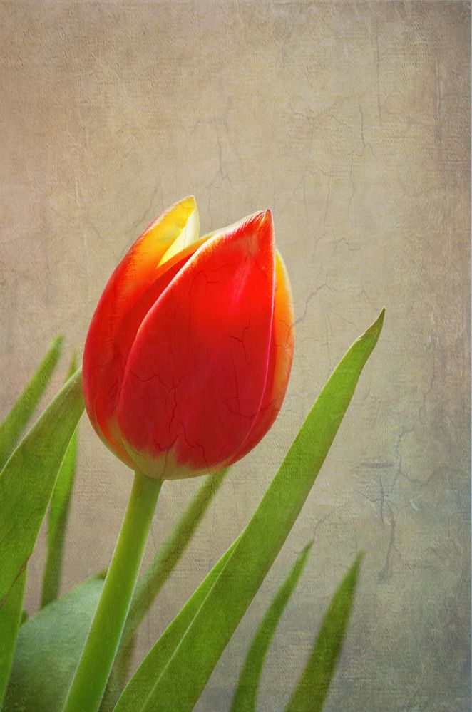 eine Tulpe