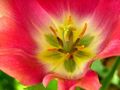 DE: Eine Tulpe... by Dietlinde Heider