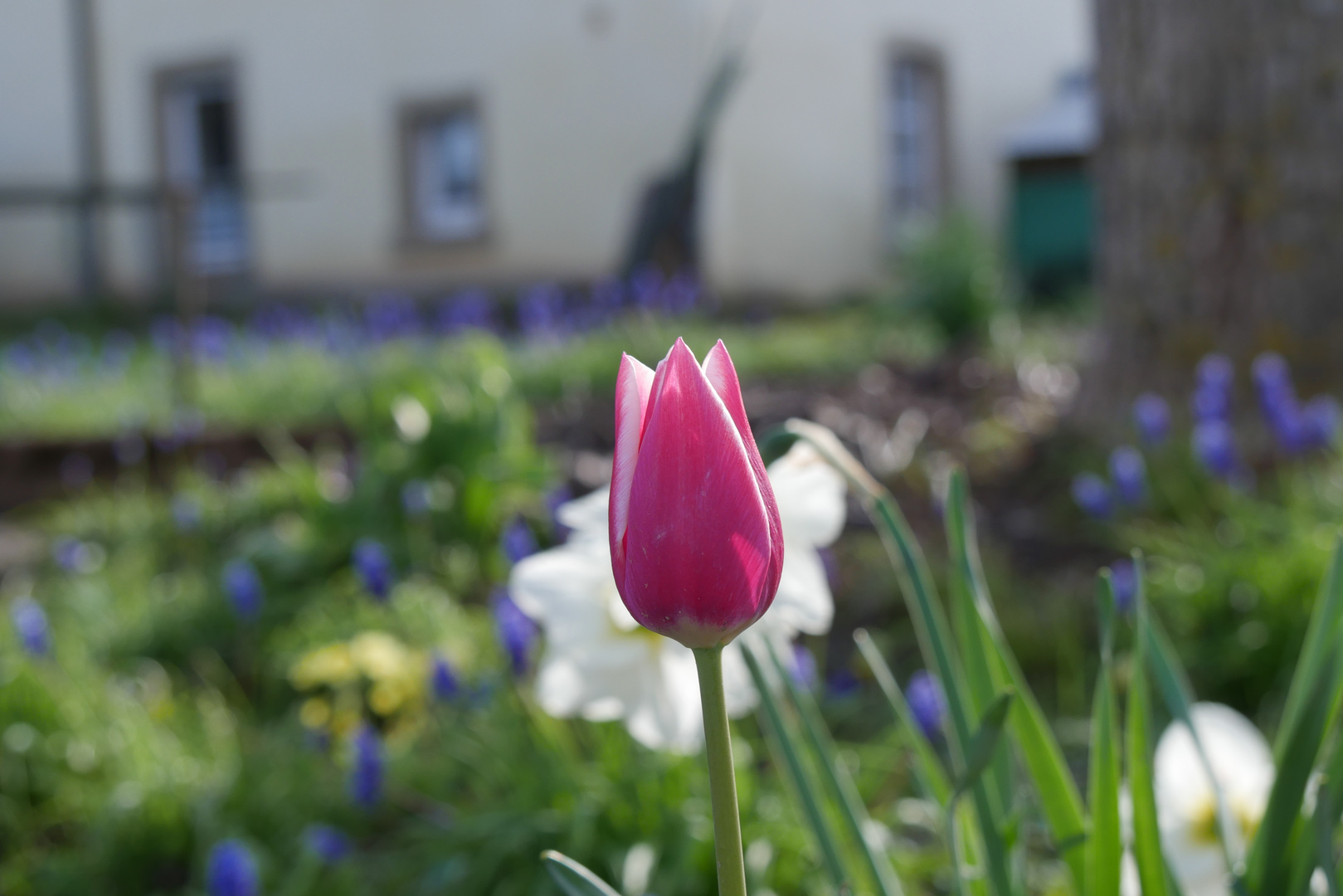 Eine Tulpe