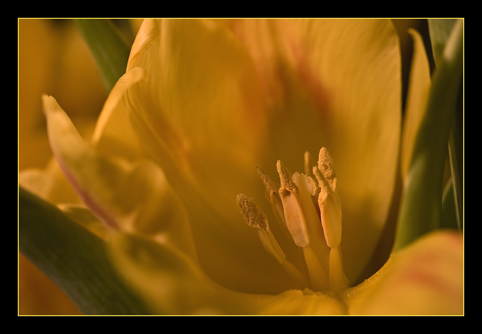 Eine Tulpe...