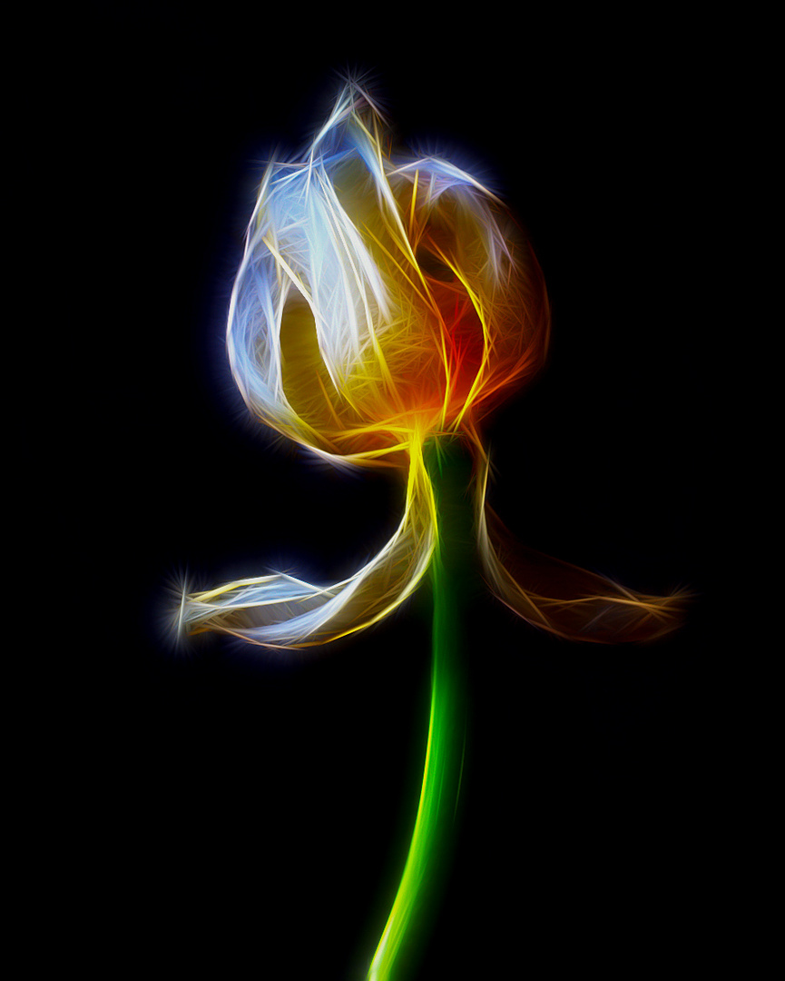 Eine Tulpe