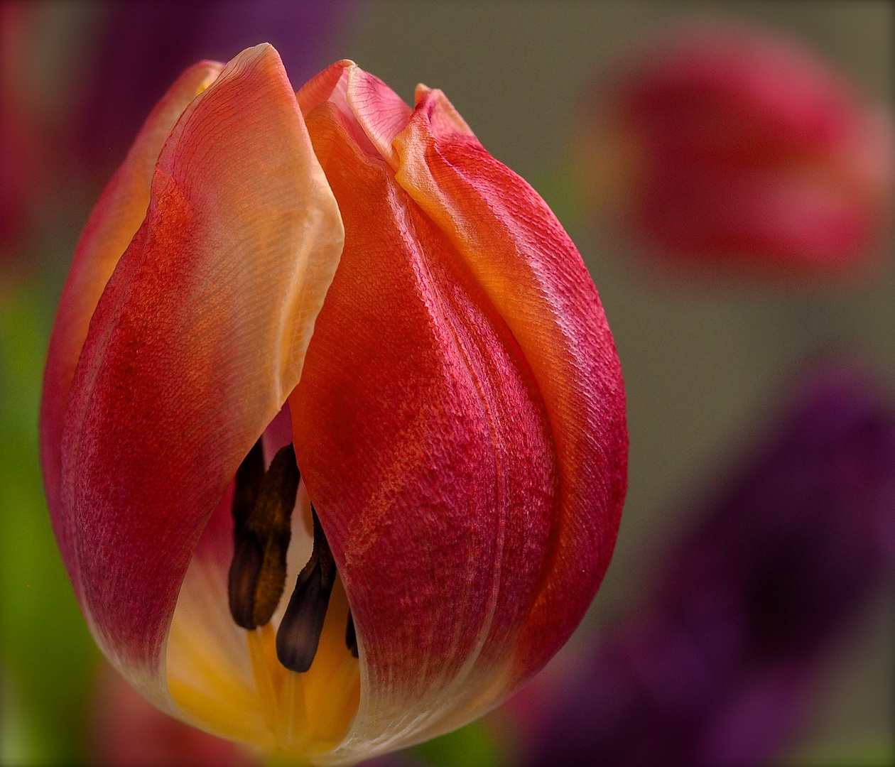 eine Tulpe