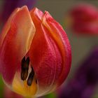 eine Tulpe