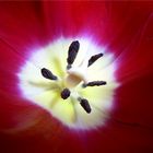 Eine Tulpe