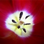 Eine Tulpe