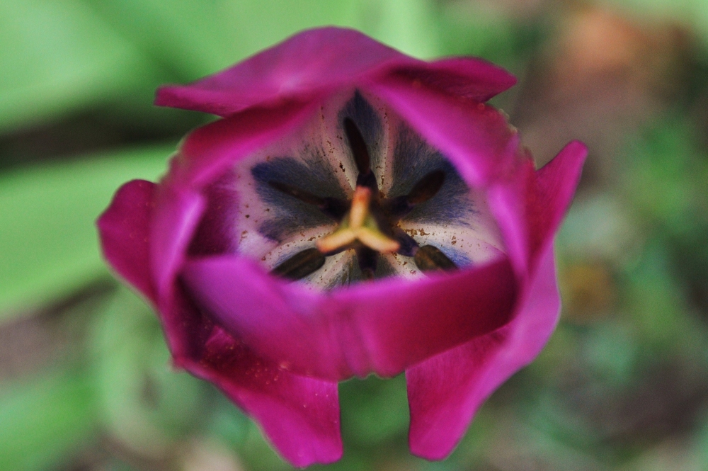 Eine Tulpe.