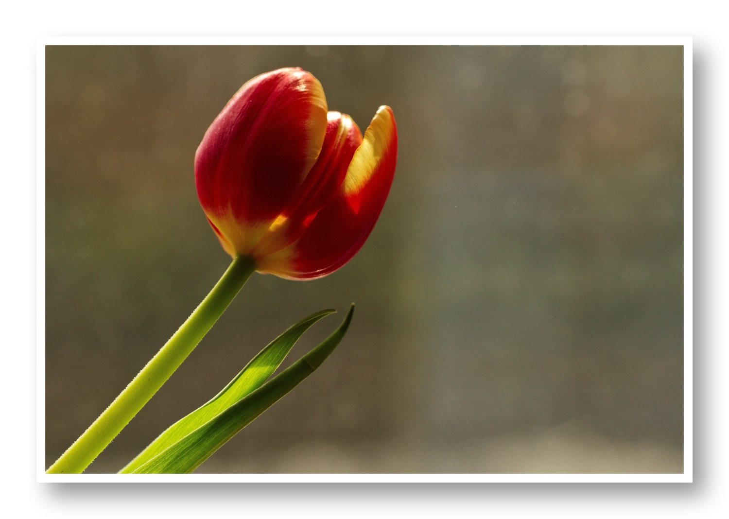 Eine Tulpe 