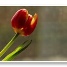 Eine Tulpe 