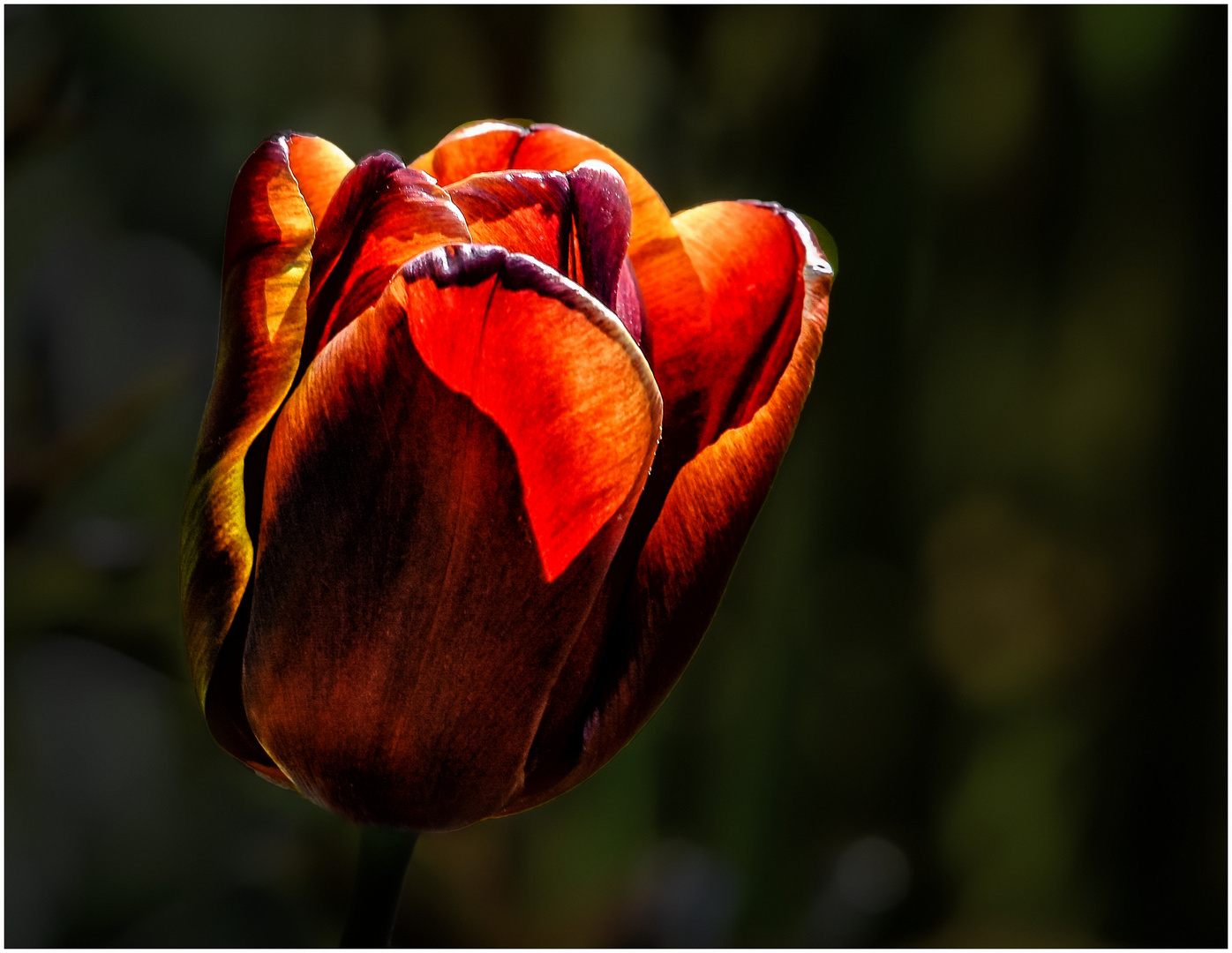 Eine Tulpe  allein 