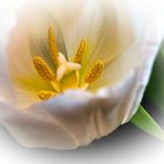 Eine Tulpe als Mittwochsblümchen