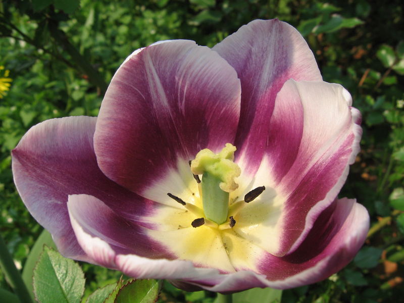 Eine Tulpe am Berliner Alexanderplatz (2006)