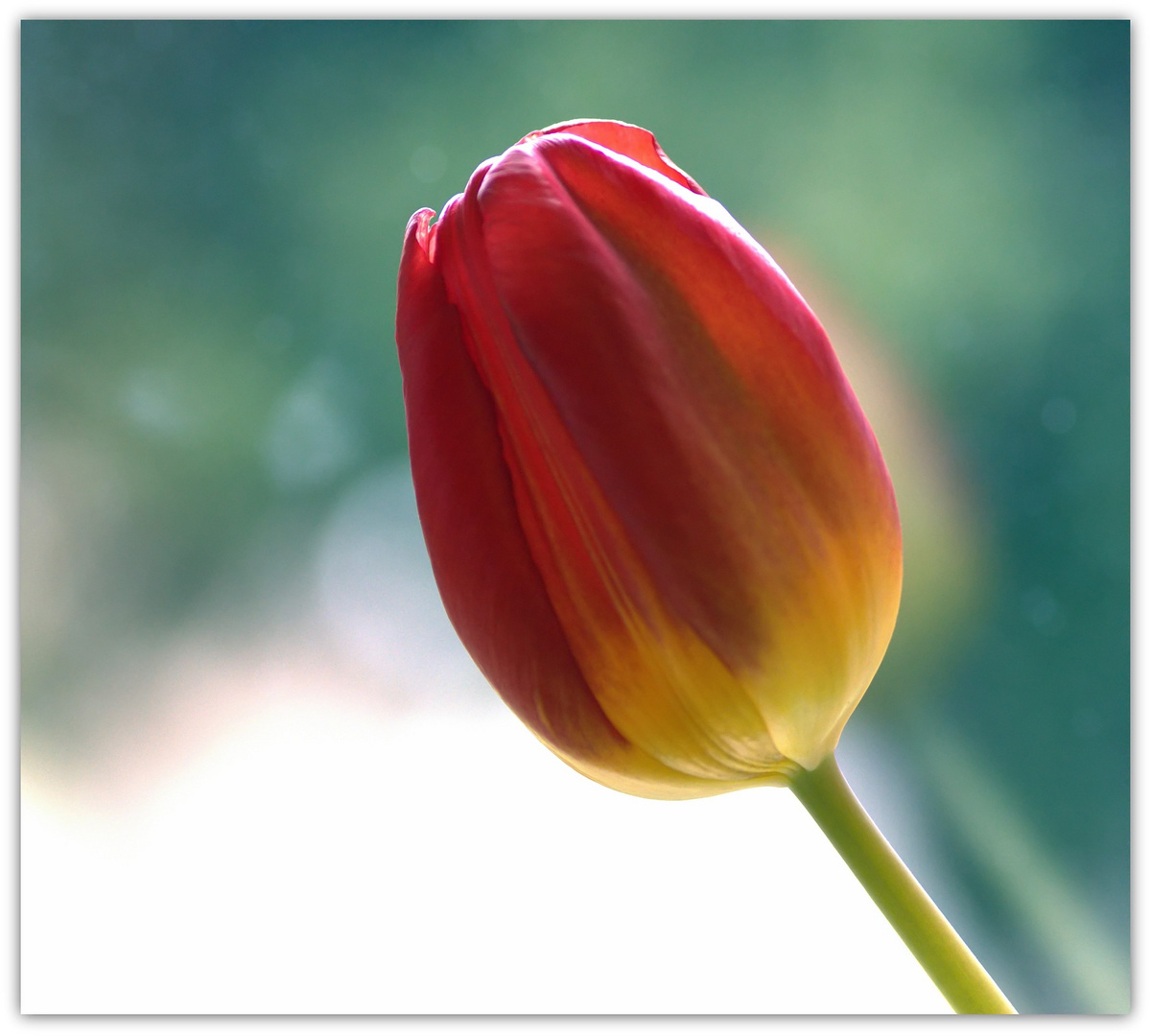 Eine Tulpe am Sonntag