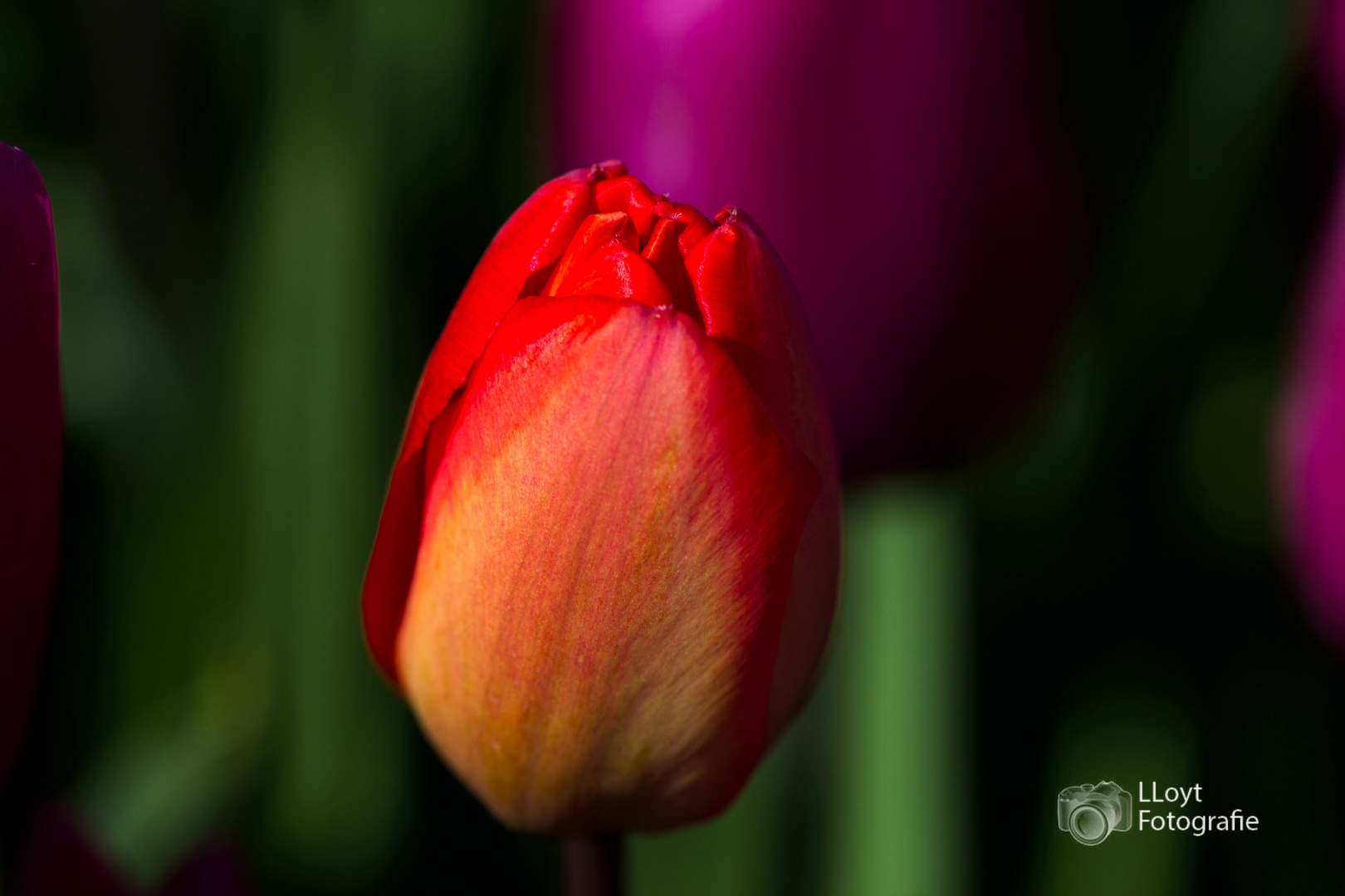 Eine Tulpe aus Amsterdam?