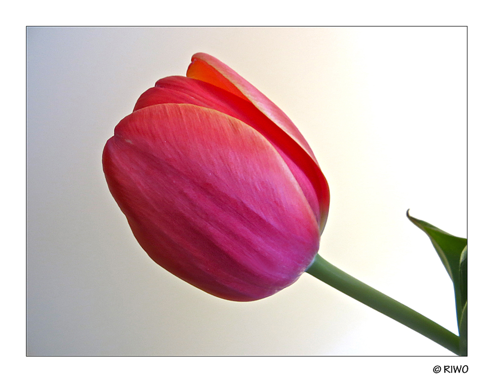 eine Tulpe aus einem Strauss............