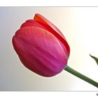 eine Tulpe aus einem Strauss............