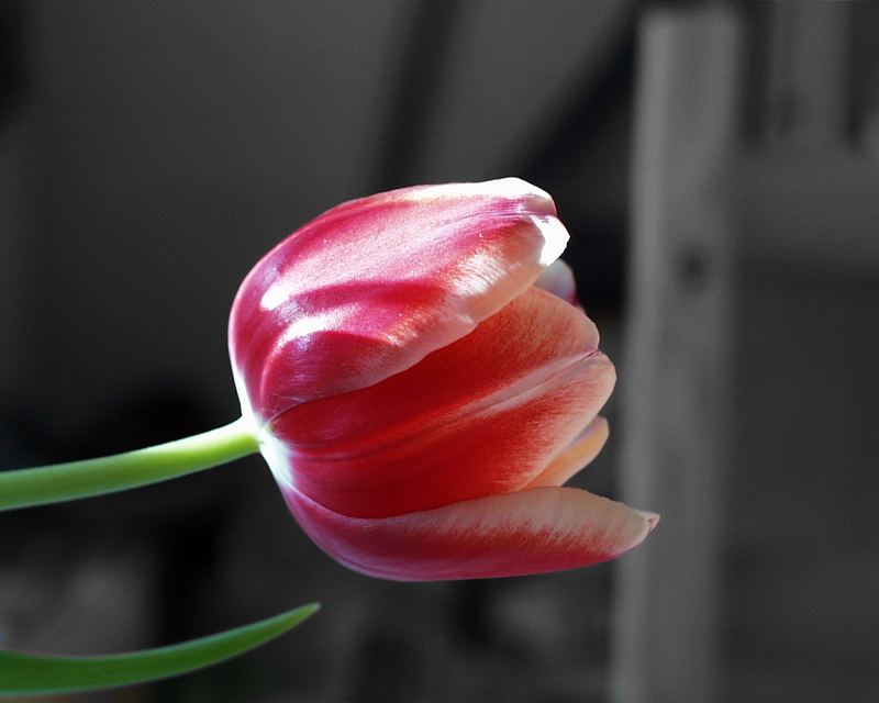 Eine Tulpe.