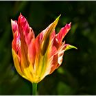 Eine Tulpe