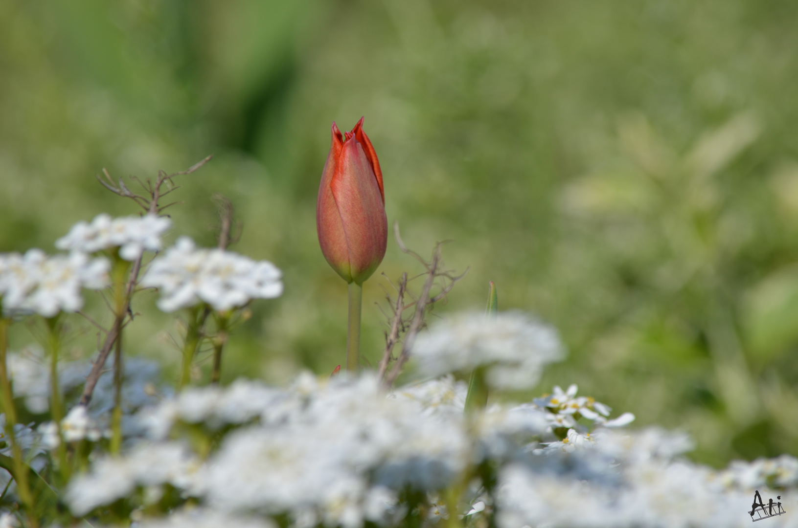 eine Tulpe blüht auf