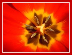 Eine Tulpe...