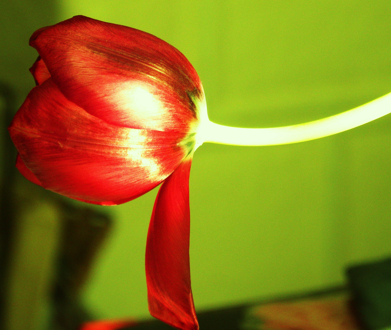 eine Tulpe