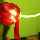 eine Tulpe