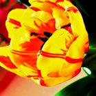 Eine Tulpe die durch ihre Farbe das Sonnige des Frühlings ausstrahlt