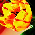 Eine Tulpe die durch ihre Farbe das Sonnige des Frühlings ausstrahlt